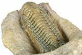 Crotalocephalina Trilobite - Giant For Species #363230-4